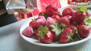 又驗出A肝！　好市多逾1500包科克蘭冷凍草莓流出