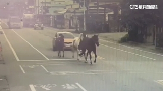 「馬」路真的有3匹馬奔跑！　飼主不解：鎖頭無異狀
