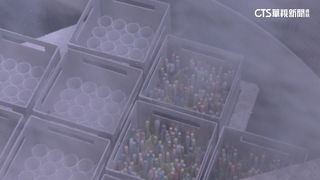 台女35.6歲才想生　醫：20-30歲10年間卵子數減6成