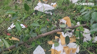 苗栗高接水梨逢生長期　山豬肆虐啃光果實