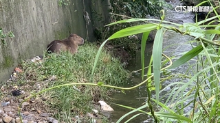 竹縣「水豚」逃家「游溪」圍捕　還有1隻在逃