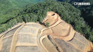台東安朔山區遭砍樹種生薑　違反水保罰百萬
