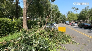 落果樹斷砸車　興大實驗林公告「自行負責」爆民怨