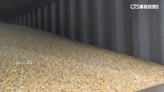 吃了會狂吐傷肝　台灣首例！美國玉米「嘔吐毒素」超標