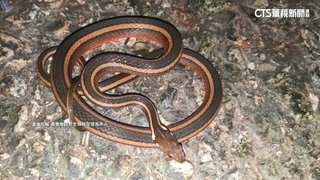 爬山遇一級保育金絲蛇　民眾樂翻：下山買彩券