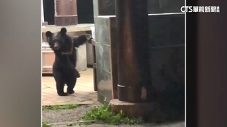 台灣黑熊現蹤覓食　向陽營地即起暫停開放