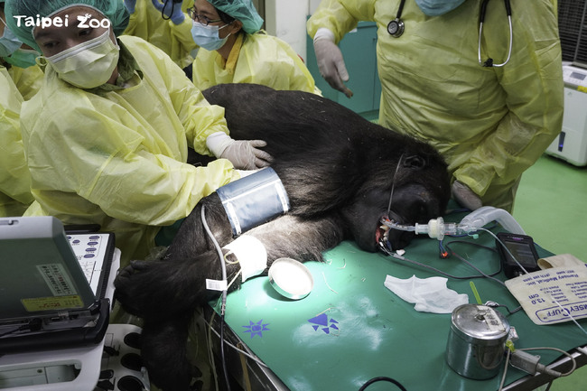 曾遇黑猩猩「回丟針頭」　北市動物園揭獸醫師工作秘辛 | 華視新聞