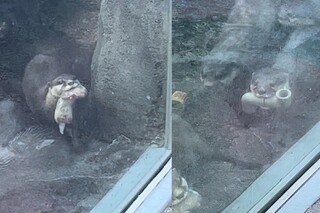 見同伴炫耀寶寶 水獺轉頭「叼水管」加入　網笑翻：媽媽曬寶寶 爸爸曬玩具