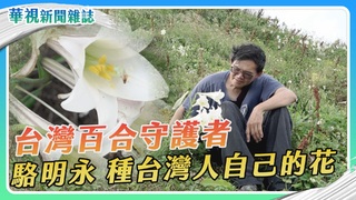 台灣百合先生 駱明永 種台灣人自己的花｜細說台灣百合｜華視新聞雜誌