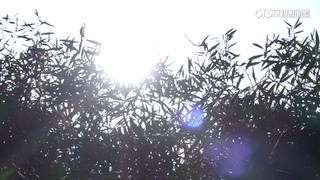 颱風環流沉降影響　4縣市高溫「黃色燈號」