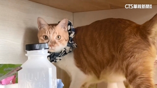 集集站貓站長6/11停止執勤　到觀光工廠「服務」