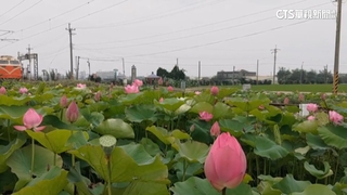 賞荷花亂丟垃圾.亂停車　園主「收費」惹爭議