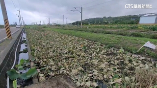 鐵道荷花爆收費糾紛　不讓拍了！　地主全砍光