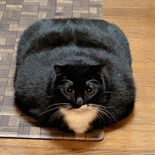 貓咪趴地變身「四方型地墊」！飼主笑稱：時空扭曲了？