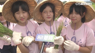 食米教育進入校園　近百名小學生體驗割稻樂趣