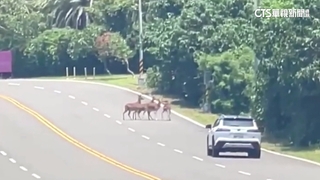 4天2起！　墾丁再傳梅花鹿擦撞機車　騎士輕傷