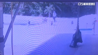 「婦遭浪犬追摔死」判國賠269萬　市府提上訴挨批