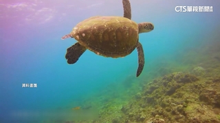 小琉球「威尼斯音樂祭」將登場　居民憂影響海龜產卵