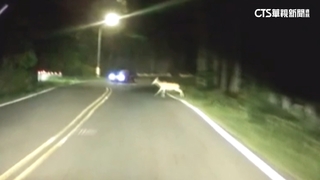 墾丁多起「鹿衝」事故　居民盼強化道路圍籬