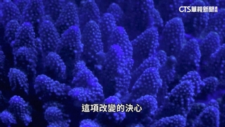 曾轟炸珊瑚礁　印尼漁民轉當「環境保護者」幫復育