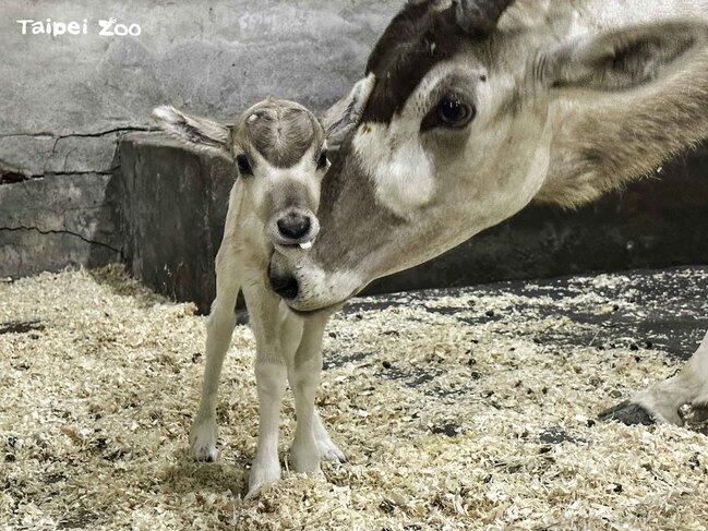 弓角羚羊新生寶寶僅3774克　北市動物園啟動人工哺育暫時脫離險境 | 華視新聞