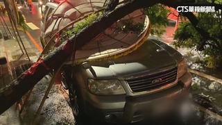 台南大雨釀路樹倒壓車　2女子驚嚇急逃命