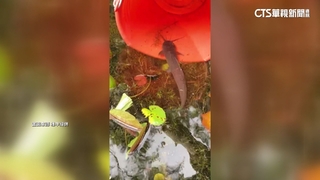 大雨炸港都！　校園現水柱噴泉　雄中「土虱」出沒