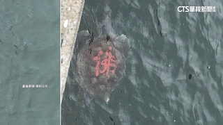 疑宗教放生祈福　海龜殼遭寫「佛」字惹議