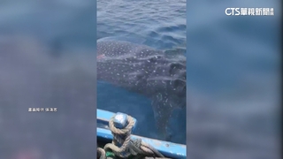 超「鯨」喜！　鯨鯊現身杉原灣　緊跟船隻討食物