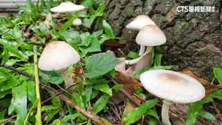 花蓮採毒「綠褶菇」誤食　6人上吐下瀉急送醫