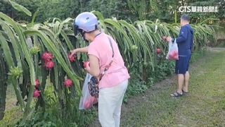 火龍果盛產缺工採收　果園開放半價優惠採果樂