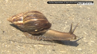 外來種非洲大蝸牛入侵佛州　政府投放藥劑撲殺