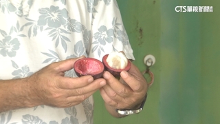 賣場買到「石頭山竹」？　民眾：硬到怕砸破磁磚