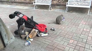 獼猴闖左營某校　小三男童躲避跌倒被抓傷