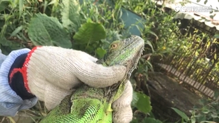 台南抓蜥達人！　4小時內捕獲400隻綠鬣蜥幼崽