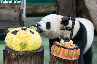 大貓熊「圓寶」滿3歲！　大嗑「冰蛋糕」萌樣融化粉絲