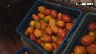 幫助台灣果農！　餐廳業者祭出「買蝦送芒果」