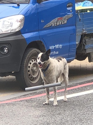 他見狗身上綁水管PO網求解引共鳴　網友：戰力越強越多根