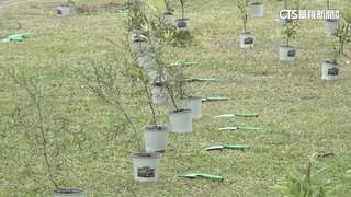 【台語新聞】全台拚種千棵樹　朝天宮攜手國小學童植樹