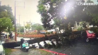 嘉市疑強風吹倒大樹壓毀車　駕駛受困呼救