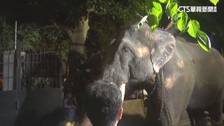 泰國大象疑在斯里蘭卡受虐　搭機返泰接受治療