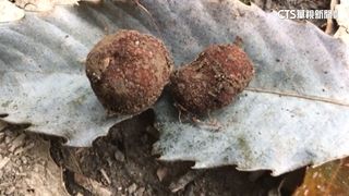 林試所發現新種「台東黑松露」　海拔最低.具潛力