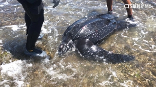 珍貴革龜擱淺墾丁沙灘　憾！搶救17小時不治