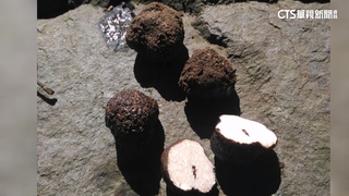 新種「台東黑松露」　分布海拔最低.具栽培潛力