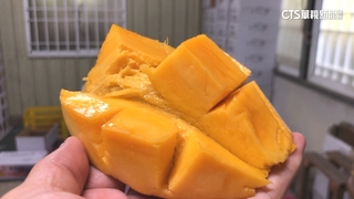 台南楠西「愛文王」選拔奪冠！　芒果甜度上看15度