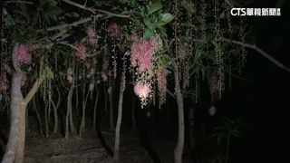 馬家庄秘境　「穗花棋盤腳」一夜盛開如煙火絕美