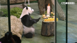 大貓熊「圓仔」十歲了！特製蛋糕　慶生趴大快朵頤