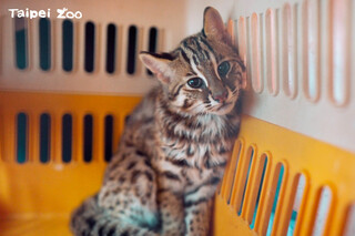 北市動物園收容石虎兄妹前往特生中心集訓　為野放做準備
