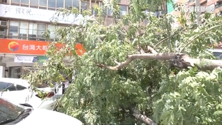 台中「3樓高」路樹無預警倒塌　砸中路過4車
