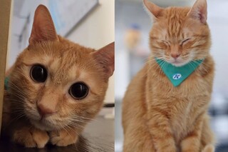 高捷「蜜柑站長」臉書粉專遭限制發文　網傻眼：太可愛有錯嗎？